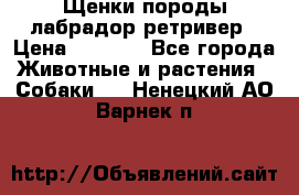 Щенки породы лабрадор ретривер › Цена ­ 8 000 - Все города Животные и растения » Собаки   . Ненецкий АО,Варнек п.